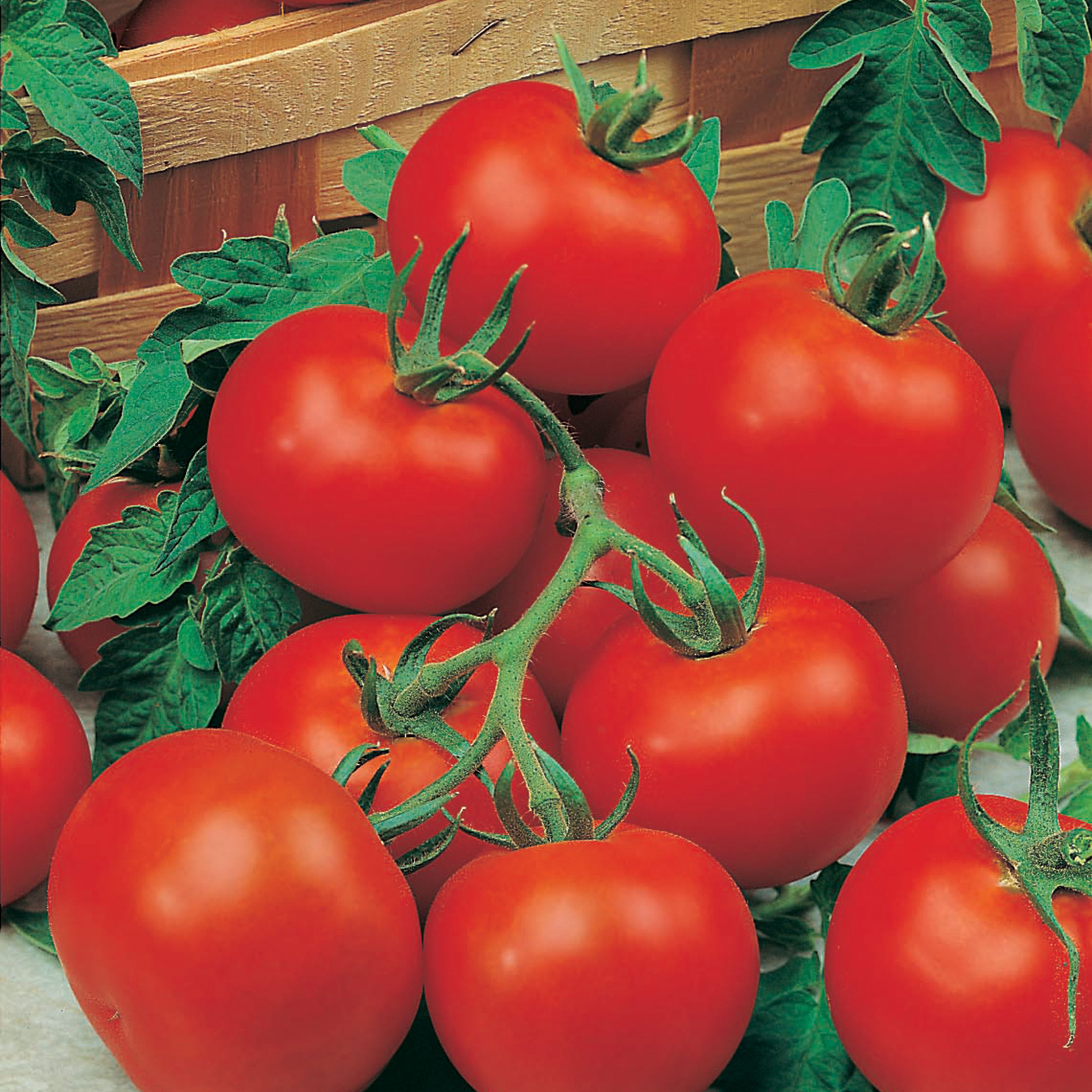 RHS Outdoor Girl Tomato Seed