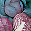 RHS Red Rookie F1 Cabbage Seed