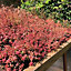 Rooftrade Living roof (L)6m (W)1m (T)700mm