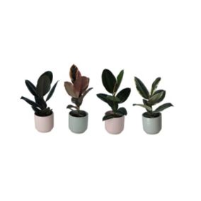 Rubber plant in 24cm Terracotta Pink/White Ceramic Decorative pot