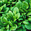 Salad winter baby leaf mix Seed