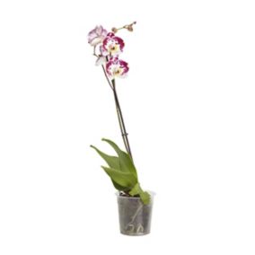 Single stem moth Orchid in 12cm Clear Plastic Grow pot