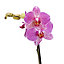 Single stem moth Orchid in 12cm Clear Plastic Grow pot