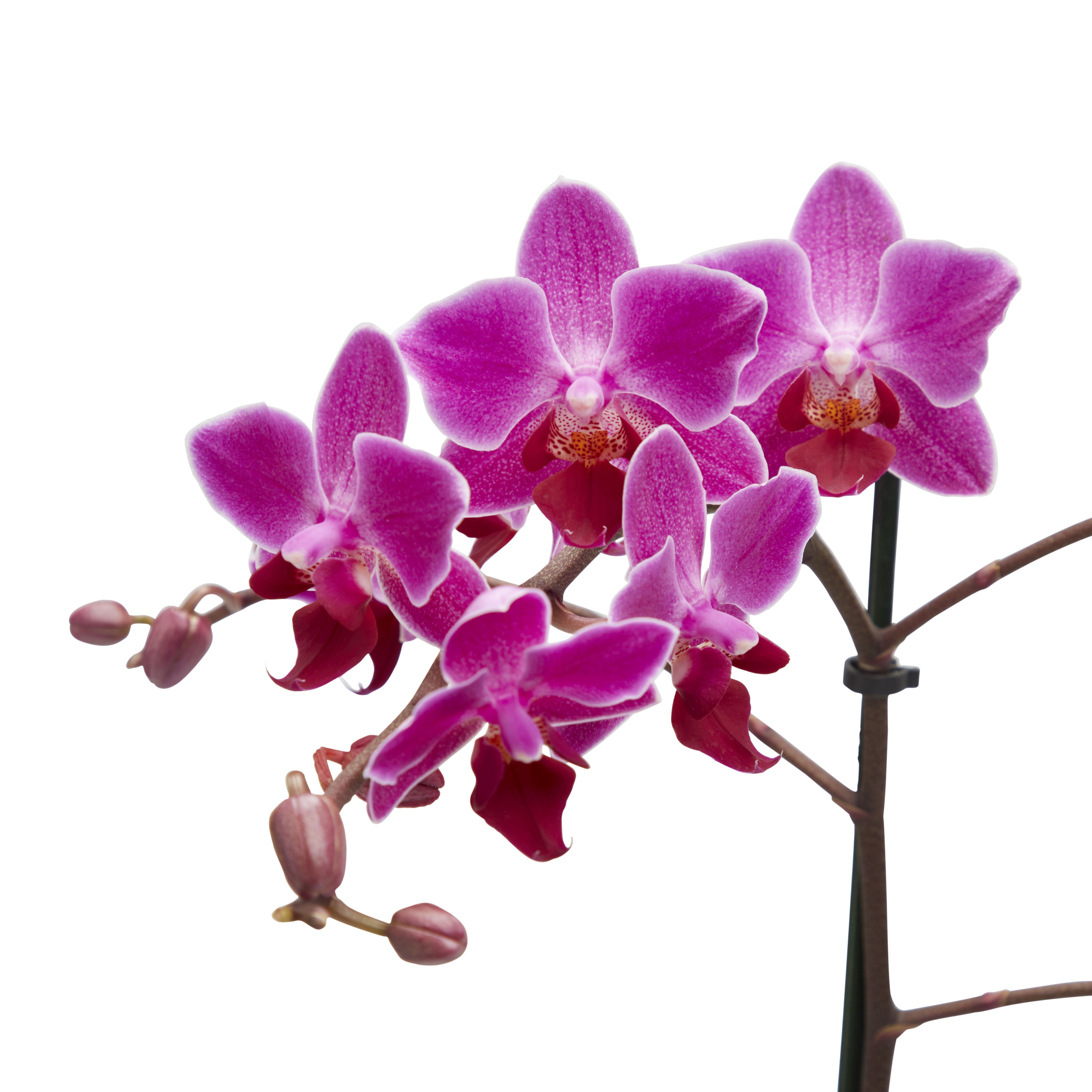 Single stem Orchid in 9cm Assorted Ceramic Decorative pot