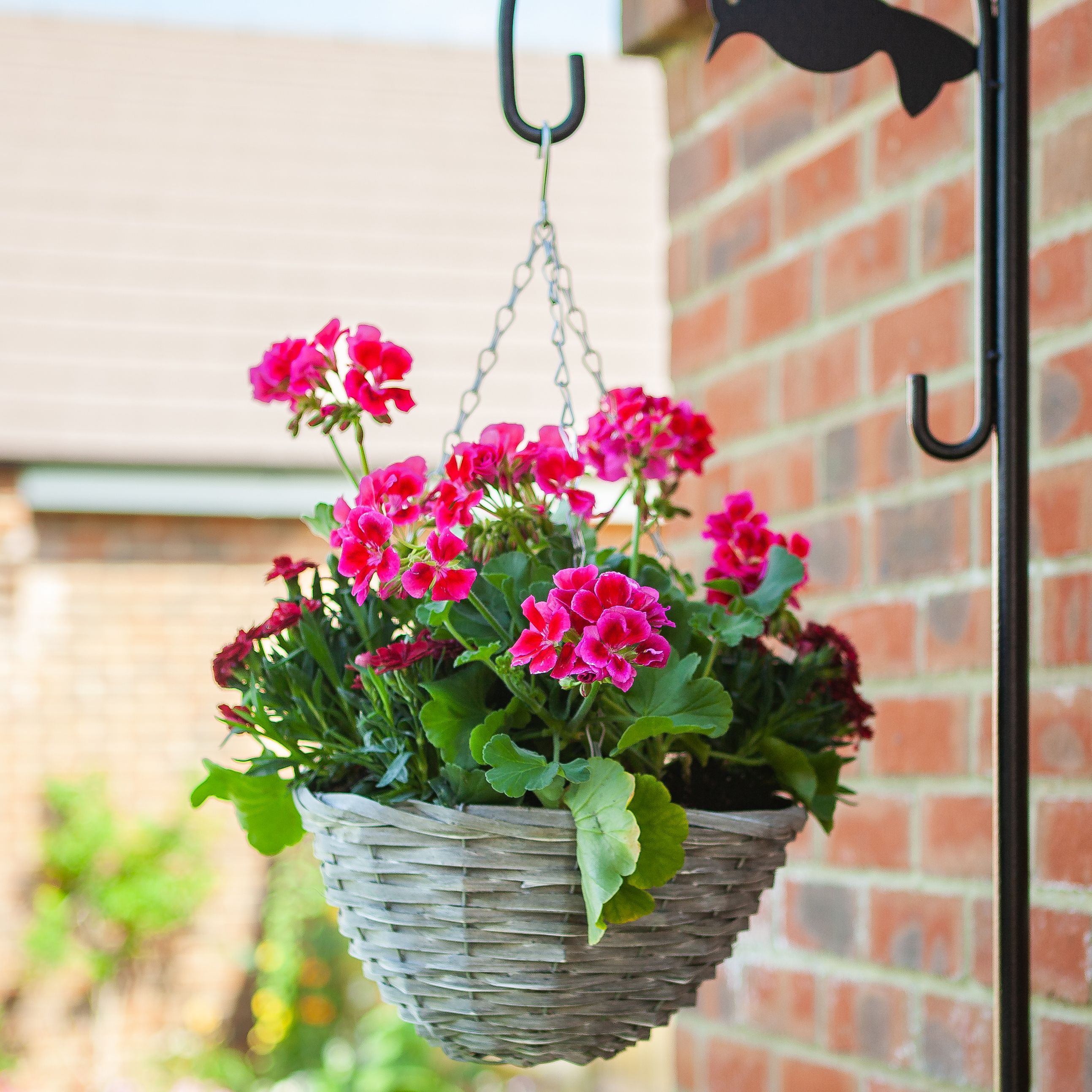 Smart Garden Sable willow Grey Round Hanging basket, 35cm