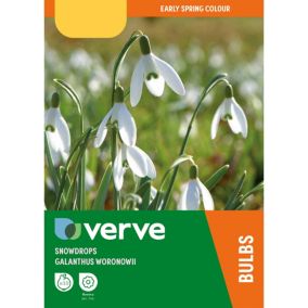 Snowdrops, Pack of 10