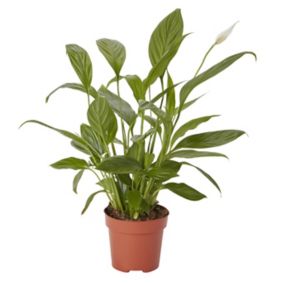 Spathiphyllum 'alana' Peace lily in 12cm Terracotta Plastic Grow pot