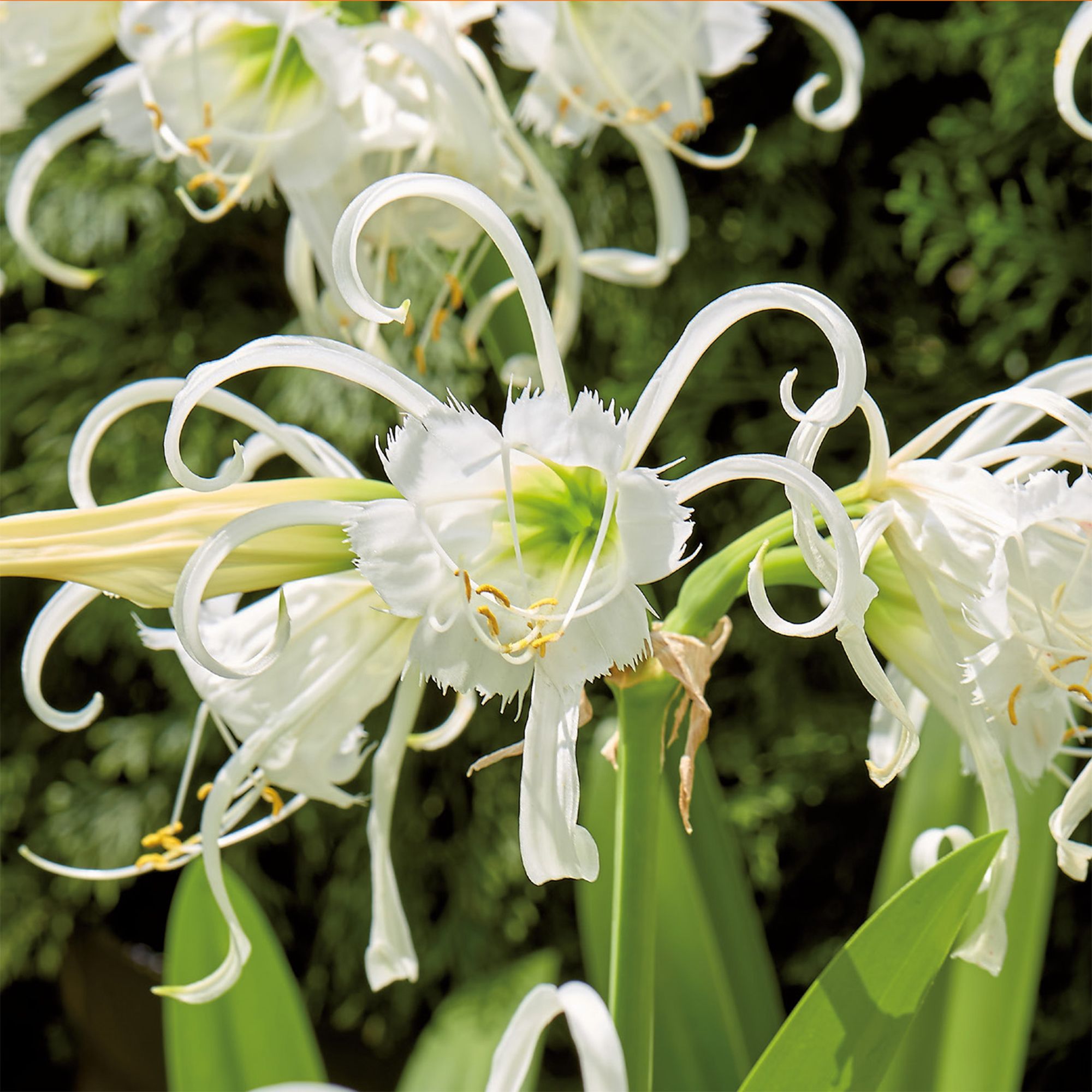 Spider Lily, Peruvian Daffodil Flower bulb, Pack of 3