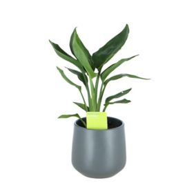 Strelitzia in 13cm Dark grey Ceramic Decorative pot
