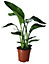 Strelitzia in 17cm Terracotta Plastic Grow pot