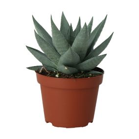 Succulent in 10.5cm Terracotta Plastic Grow pot