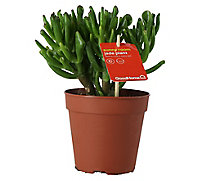 Succulent in 12cm Terracotta Plastic Grow pot