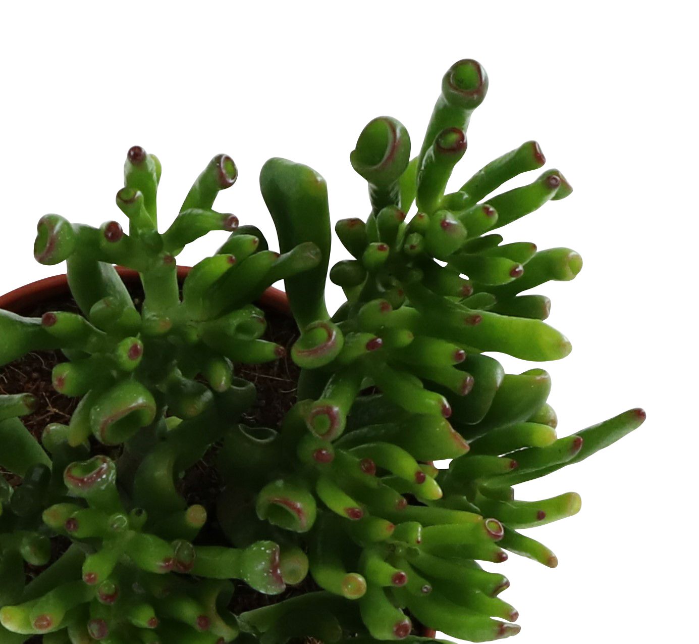 Succulent in 12cm Terracotta Plastic Grow pot