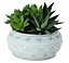 Succulent in 14cm Assorted Ceramic Decorative pot