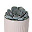 Succulent in 24cm Terracotta Pink/White Ceramic Decorative pot