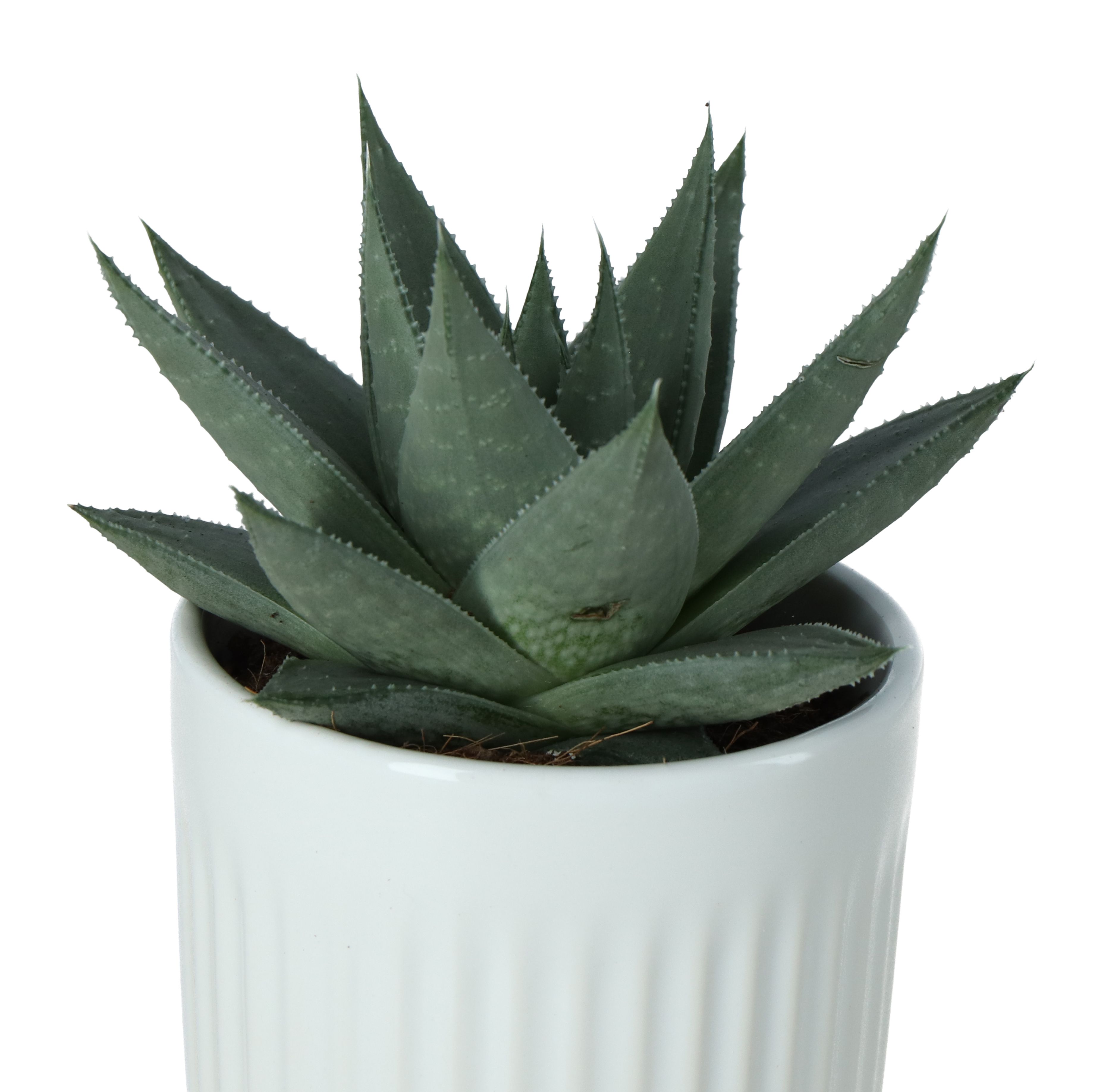 Succulent in 24cm Terracotta Pink/White Ceramic Decorative pot