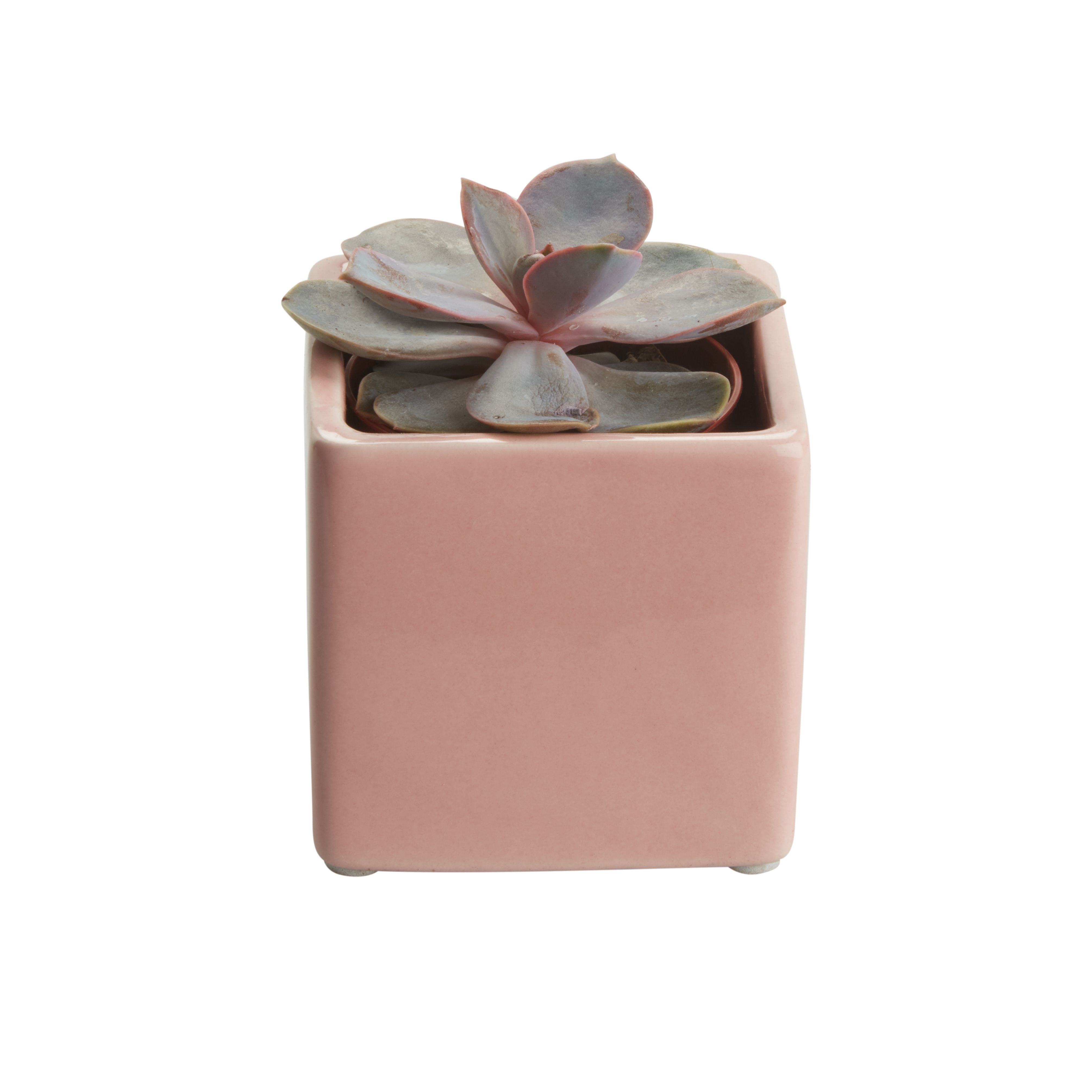 Succulent in 5.5cm Assorted Ceramic Decorative pot