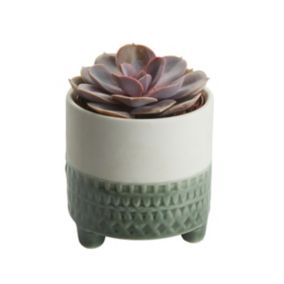 Succulent in 9cm Assorted Ceramic Decorative pot