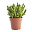 Succulent in 9cm Terracotta Plastic Grow pot