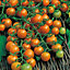 Sungold F1 Tomato Seed