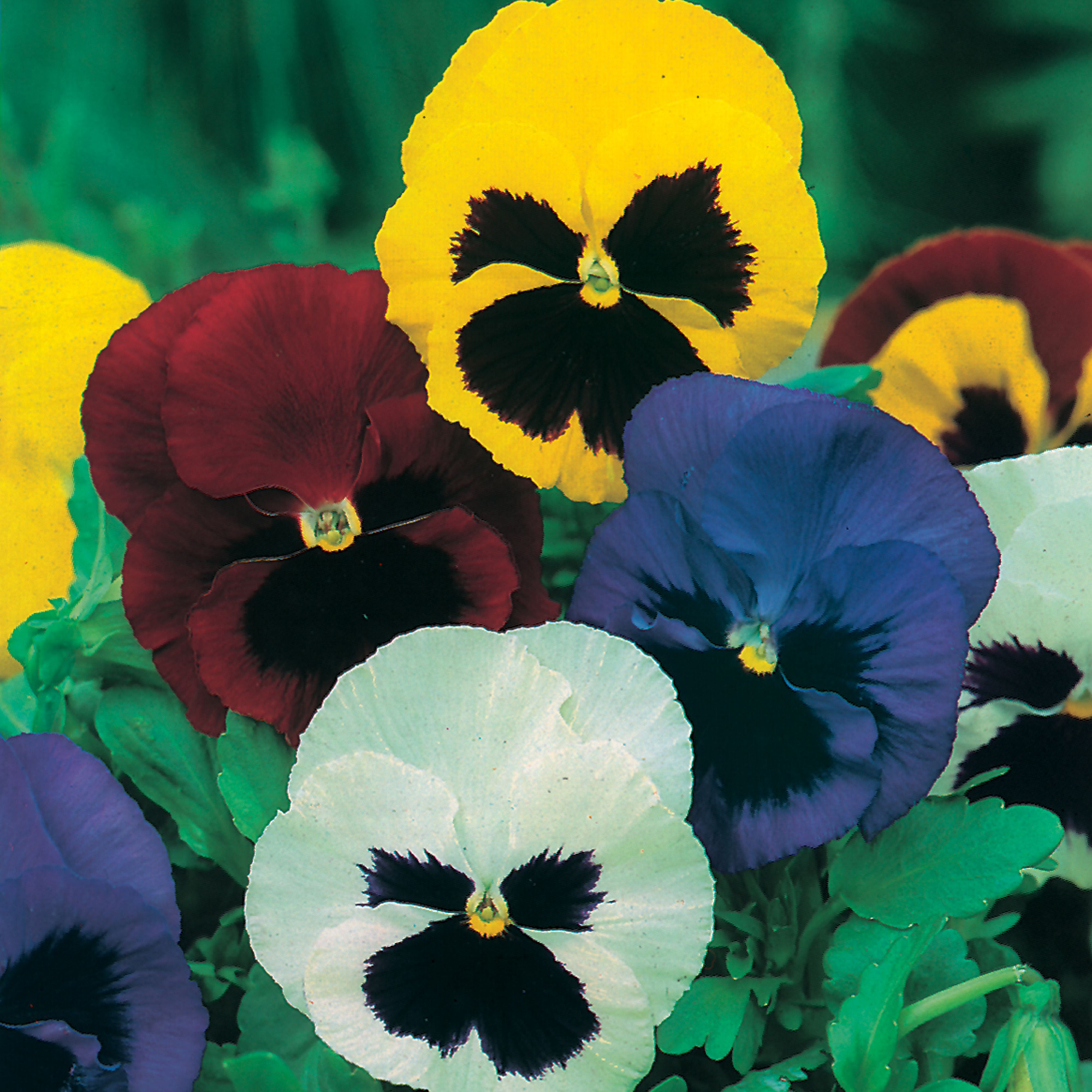 Swiss Giants Mixed Pansy Seed