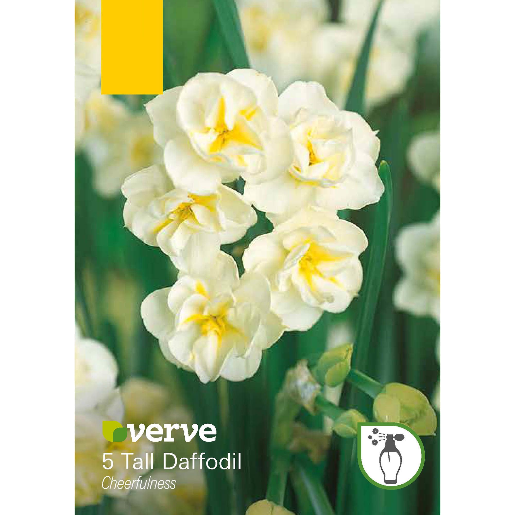 Tall Daffodil Cheerfulness Flower bulb, Pack of 8