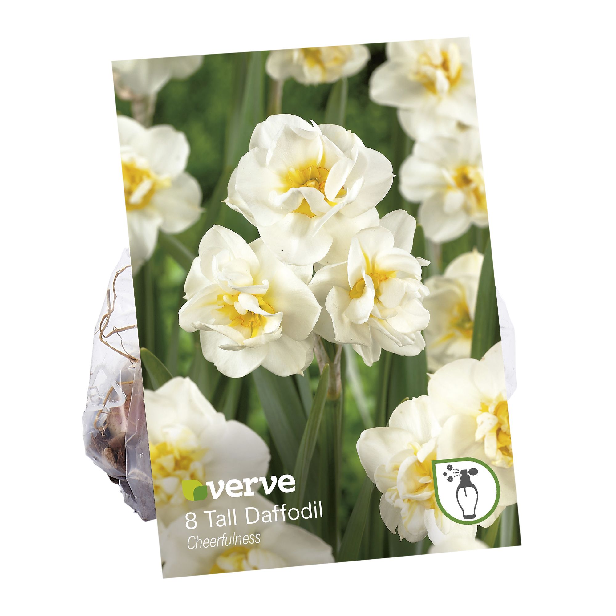 Tall Daffodil Cheerfulness Flower bulb, Pack of 8
