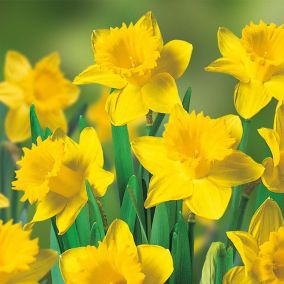 Tall daffodil collection yellow Flower bulbs, 3kg