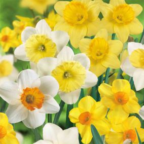 Tall Daffodil Mix Flower bulbs, 3kg