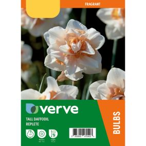 Tall daffodil replete Flower bulb, Pack of 8