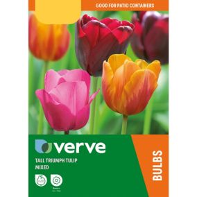 Tall triumph tulips mixed, Pack of 20