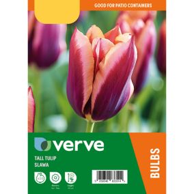 Tall Tulip Burgandy Peach Muvota, Slawa Flower bulb, Pack of 10