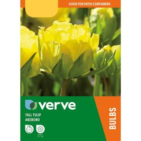 Tall Tulip Double Yellow Akebono Flower bulb, Pack of 10