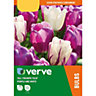 Tall tulip purple & white mix Flower bulb, Pack of 20