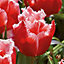 Tulip Canasta Red Flower bulb Pack of 10