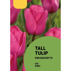 Tulip Don Quichotte Flower bulb, Pack of 10