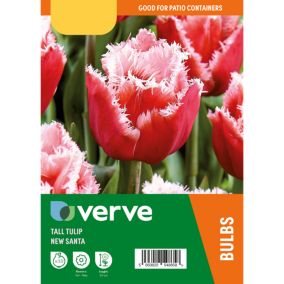 Tulip New Santa 10 Flower bulbs