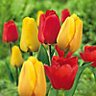 Tulip Tulip Flower bulb