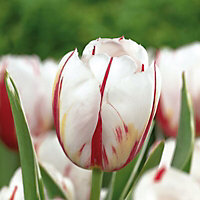 Tulip Tulip Flower bulb