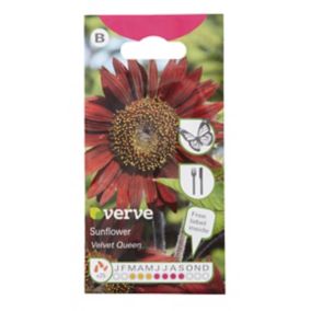 Velvet queen Sunflower Seed