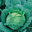 Vertus Cabbage Seed