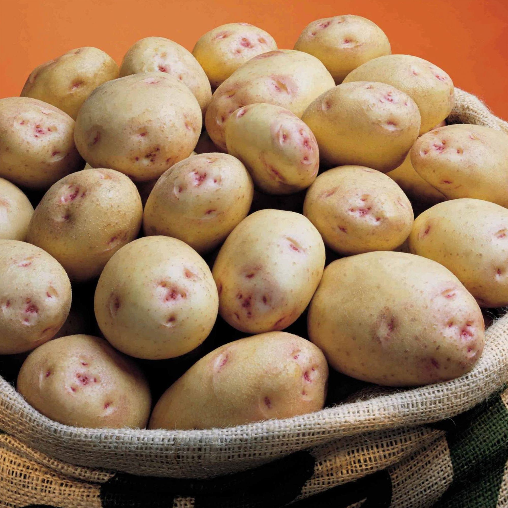 Verve 1.5kg Cara Seed Potatoes (Main Crop)