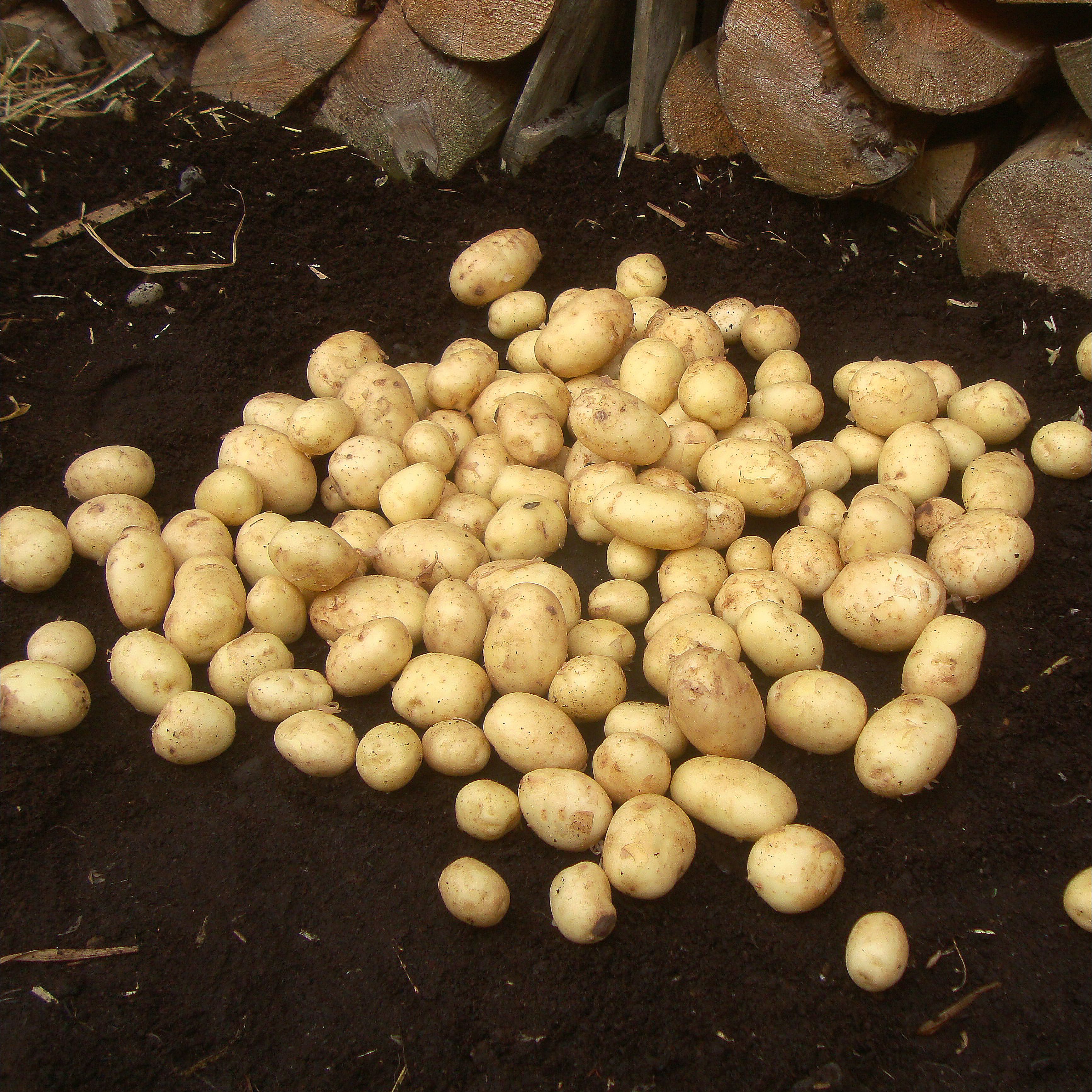 Verve 1.5kg Maris Peer Seed Potatoes (Second Early)