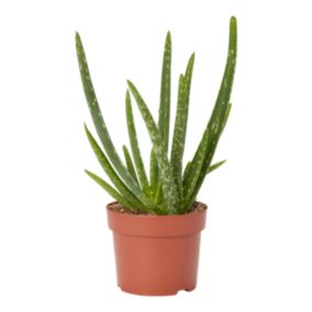 Verve Aloe vera in Plastic Grow pot 12cm