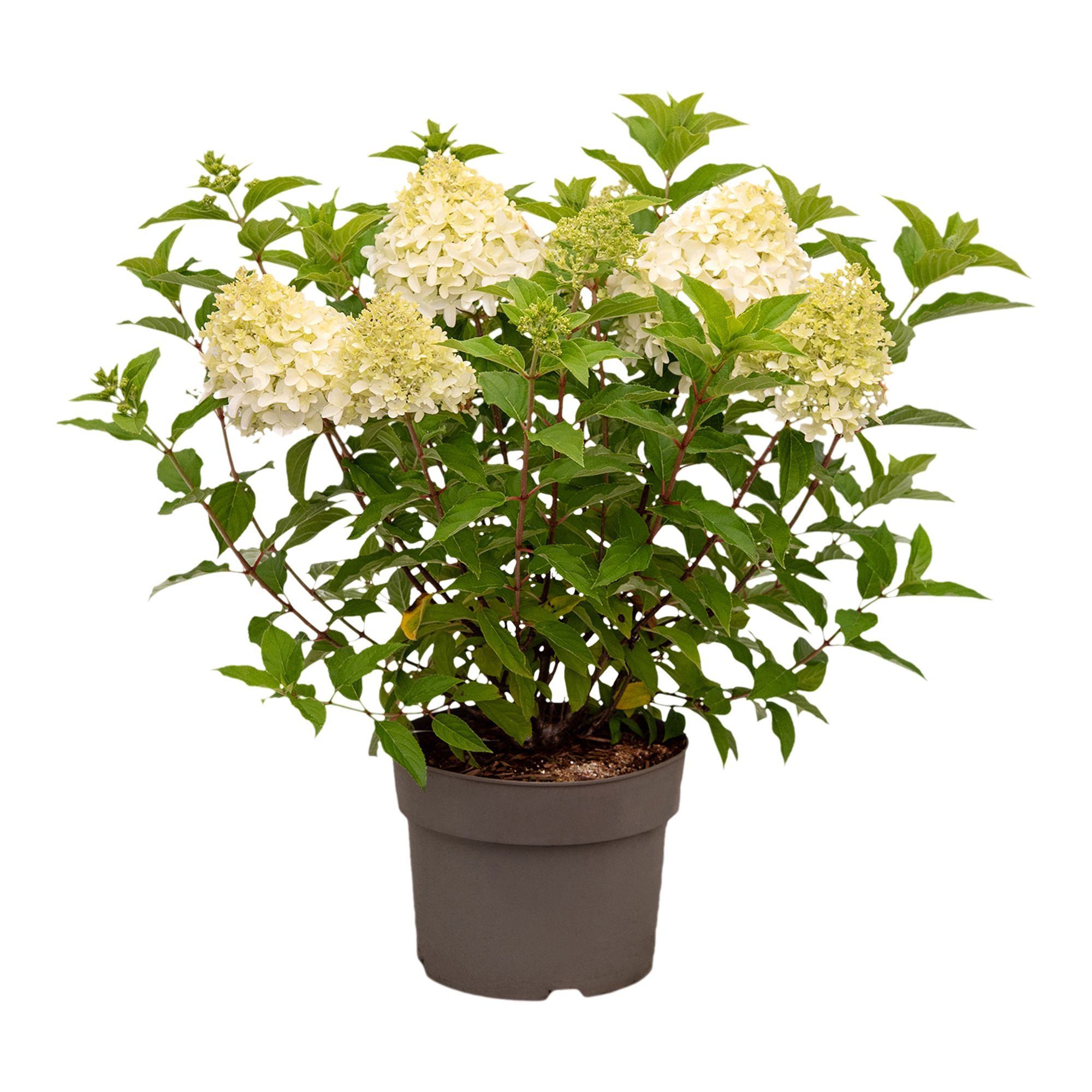 Hydrangea4937　0202 Verve Assorted Gardenlights Hydrangea