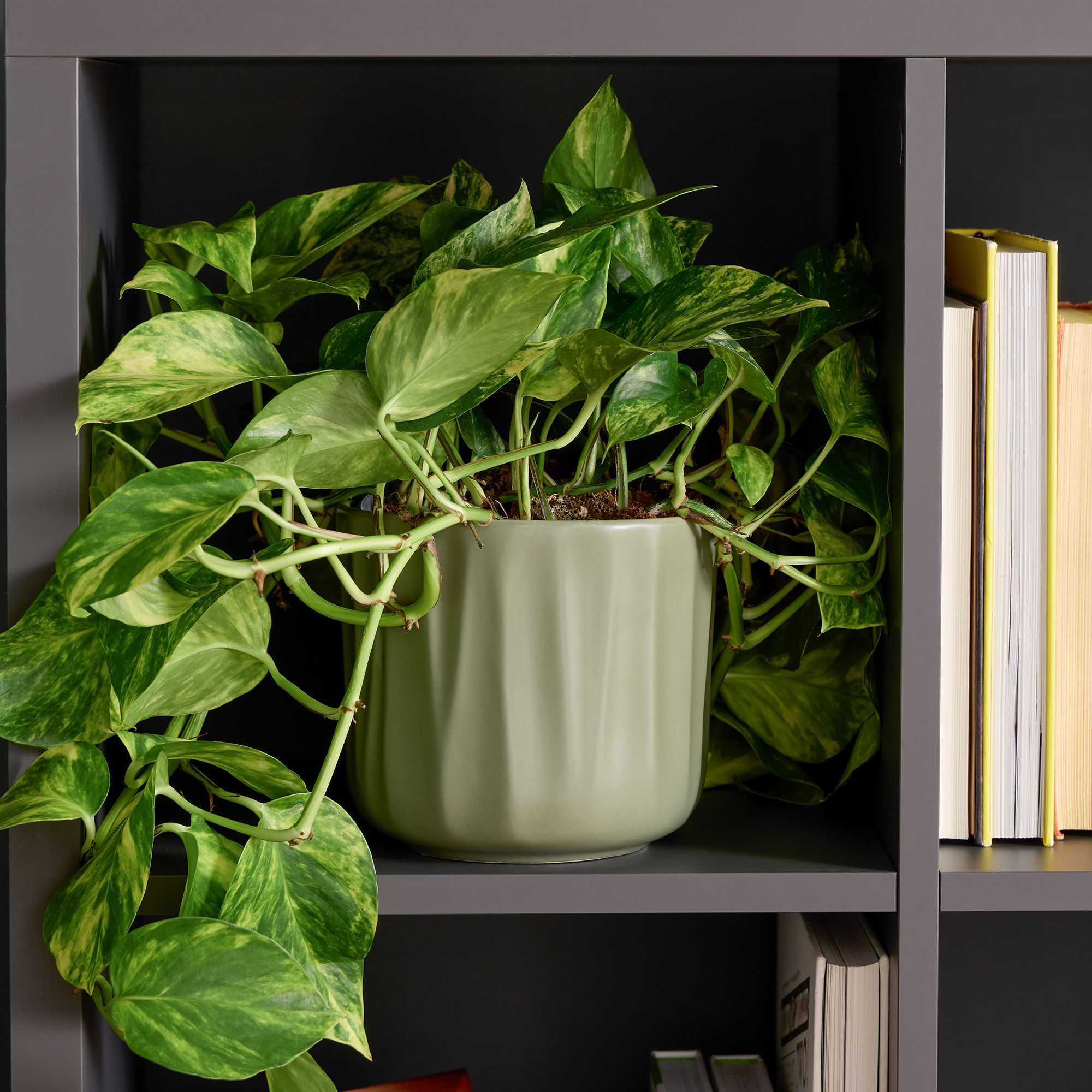 Verve Bagua Green Ceramic Plant pot (Dia) 16cm, (H)14cm