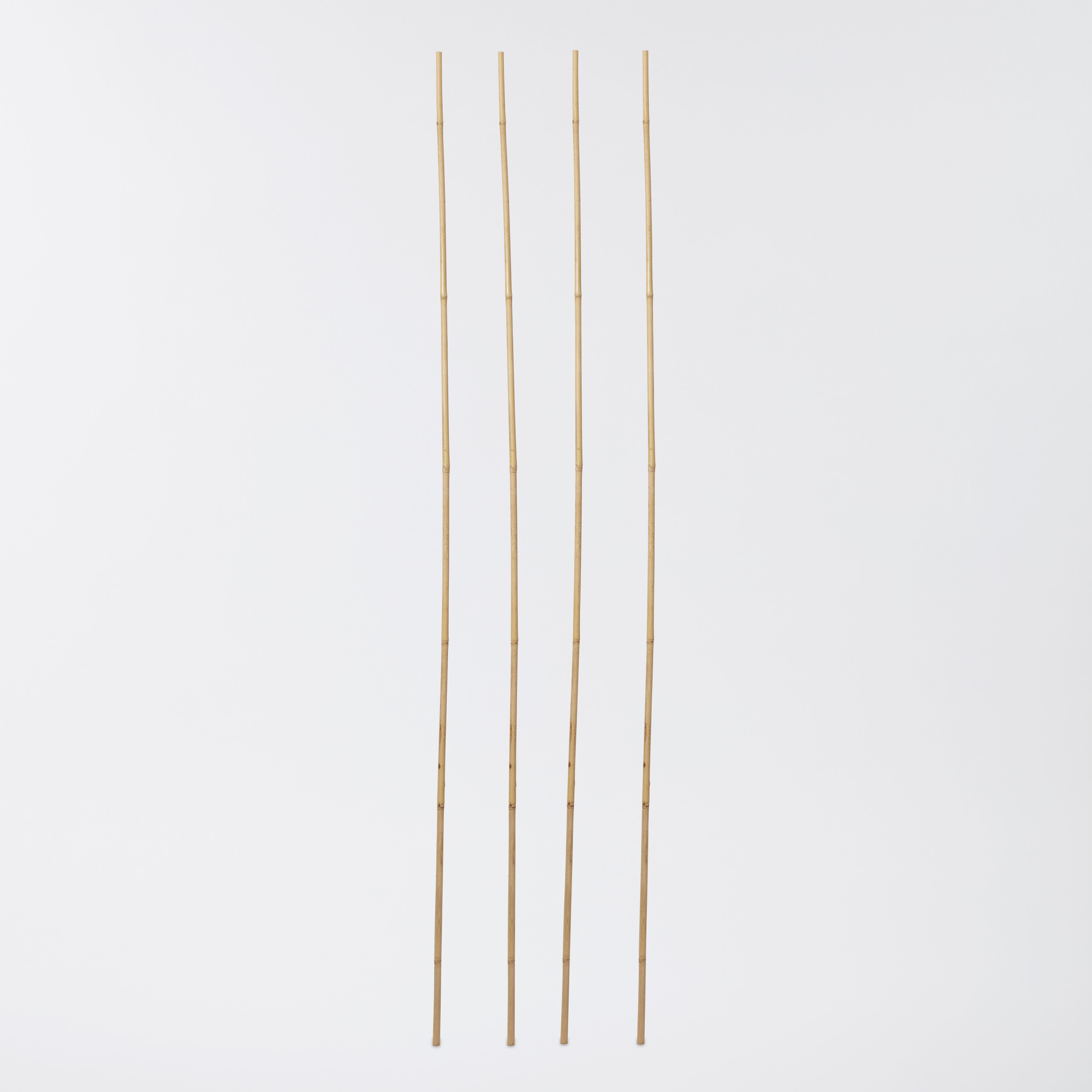 Verve Bamboo Cane 240cm, Pack of 10