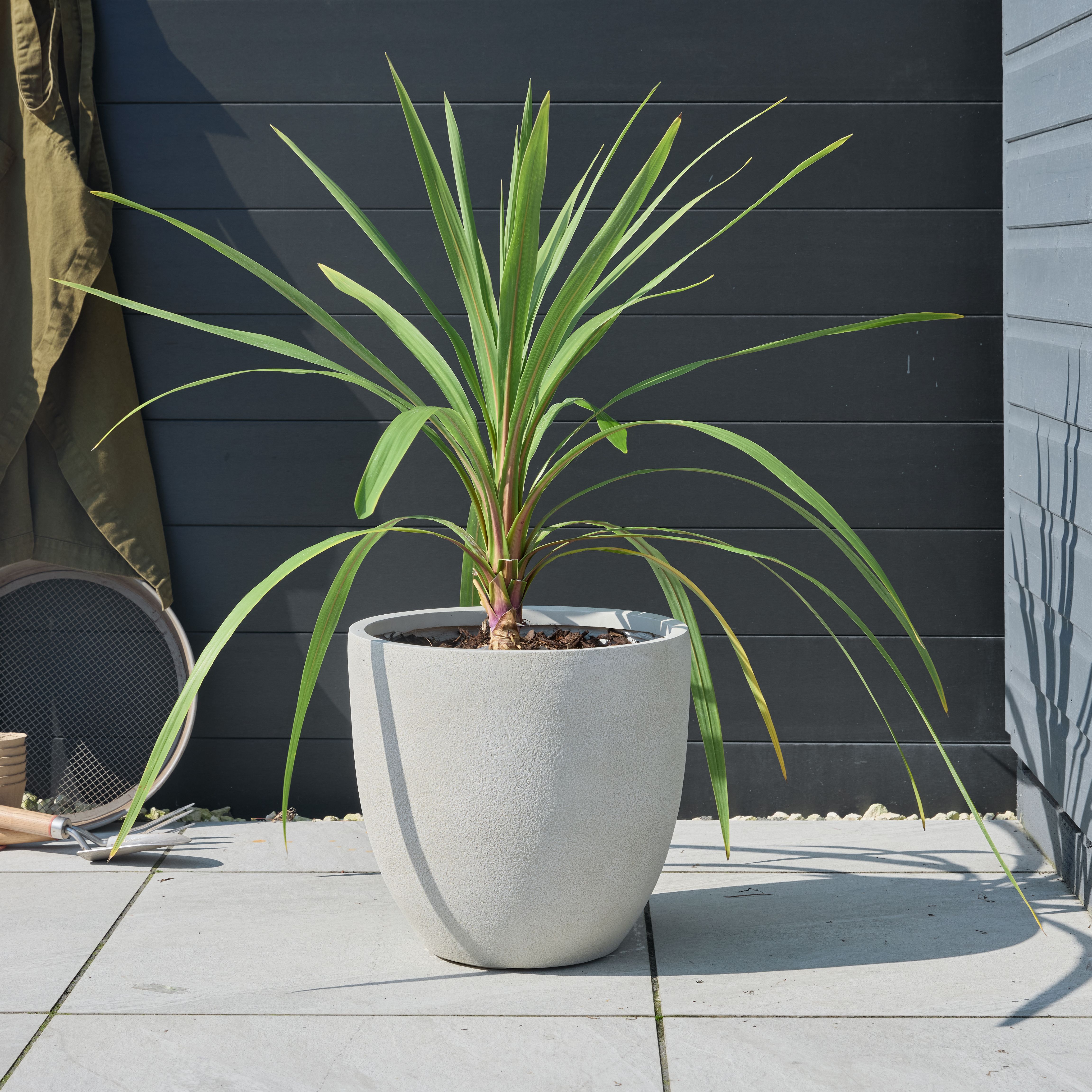 Verve Beige Fibreclay Plant pot (Dia) 16cm, (H)36cm