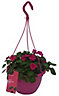 Verve Bizzie lizzie Planted hanging basket