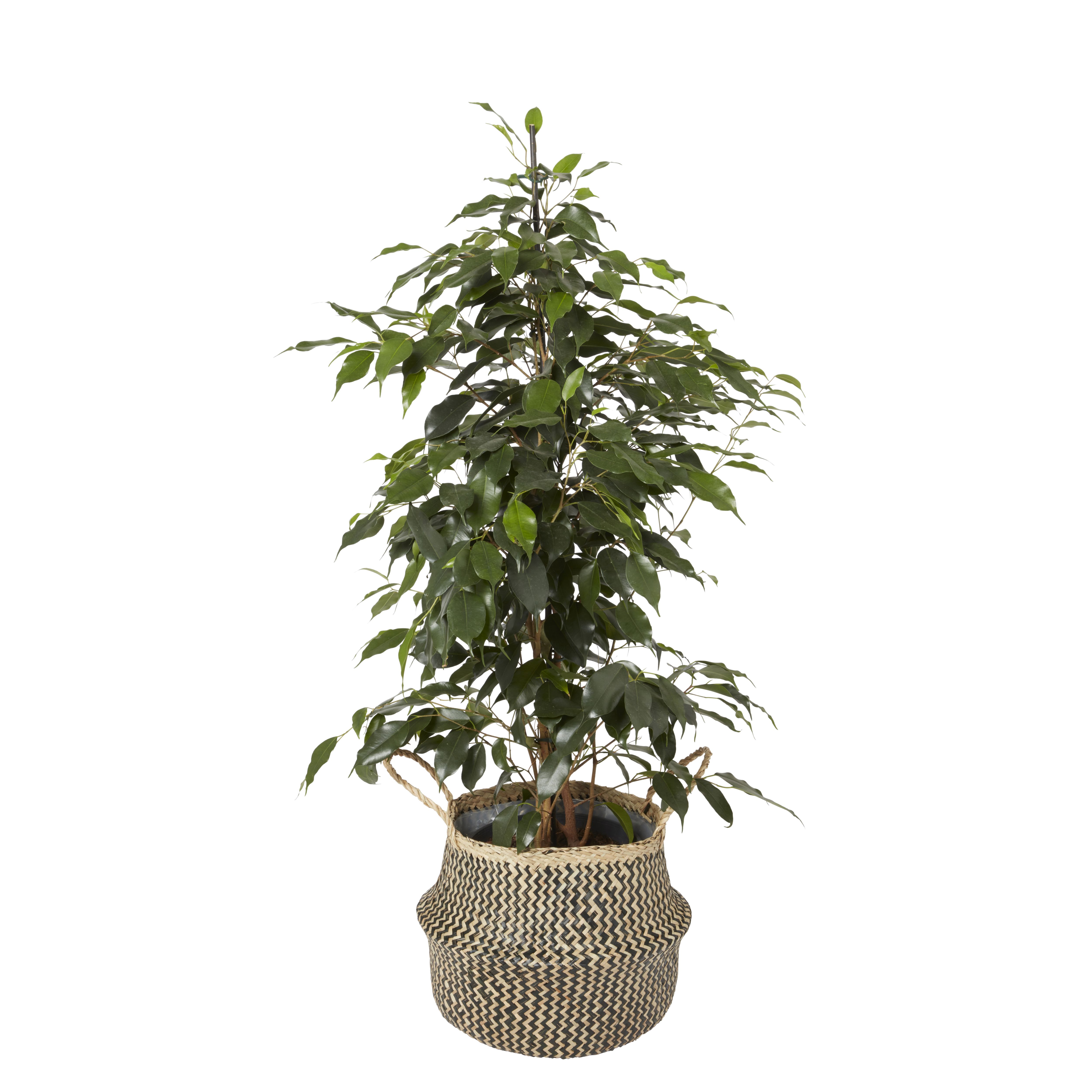 Verve Black Multicolour Zigzag Seagrass Plant pot (Dia) 35cm, (H)24cm